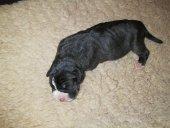 Enya Vom Teufelsgrund