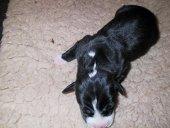 Emy Vom Teufelsgrund