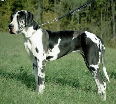 Esprit Vom Teufelsgrund