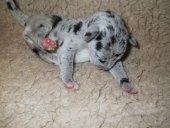 Emilia Vom Teufelsgrund