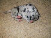 Emilia Vom Teufelsgrund