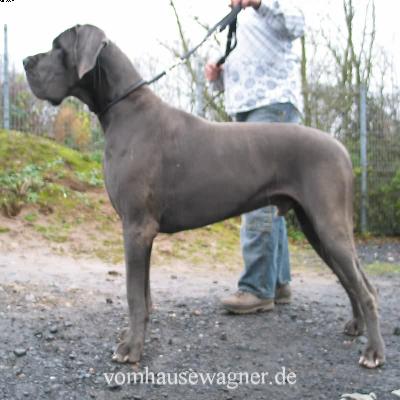 Sabouraud Vom Hause Wagner