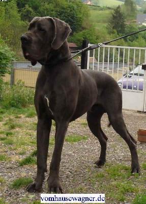 Sultan Vom Hause Wagner