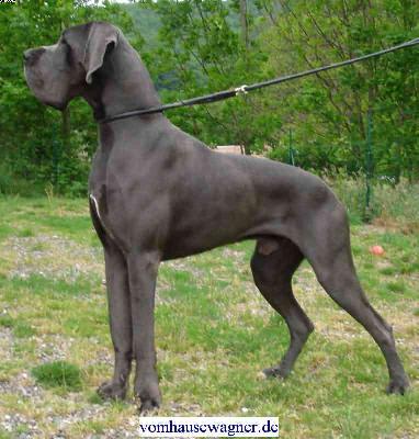 Sultan Vom Hause Wagner