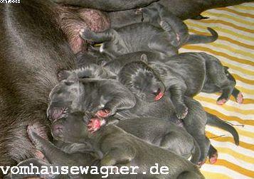 Sokrates Vom Hause Wagner