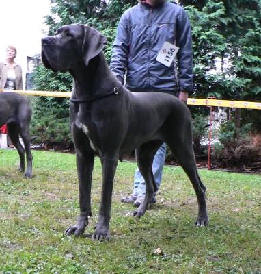 Ch Soraya Vom Hause Wagner