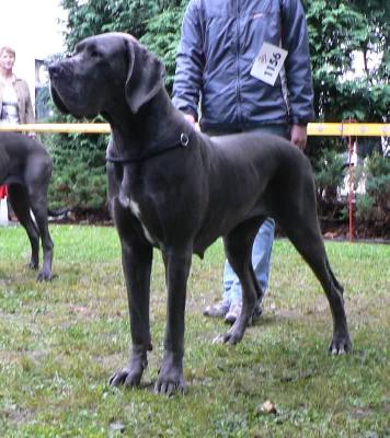 Ch Soraya Vom Hause Wagner