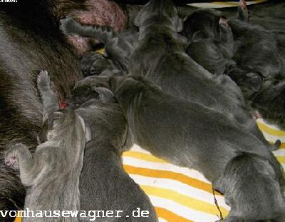 Satina Vom Hause Wagner