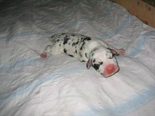 Sky Sensation Bocca D�tigre