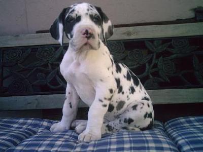 Sky Sensation Bocca D�tigre