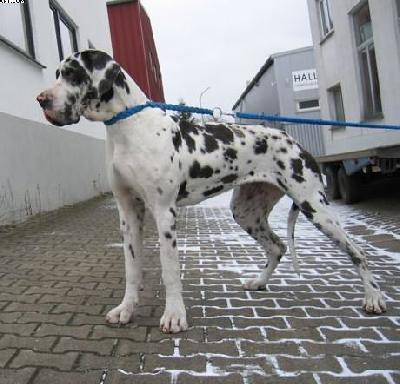 Sky Sensation Bocca D�tigre