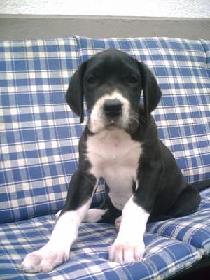 Shona Bocca D�tigre