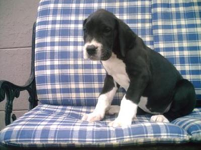 Shona Bocca D�tigre