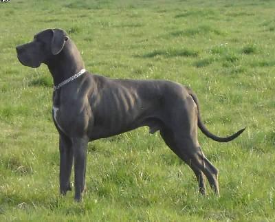 Calvin Von Der Calauer Schweiz