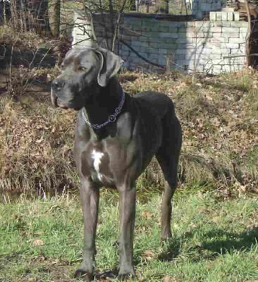 Calvin Von Der Calauer Schweiz