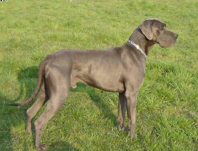 Calvin Von Der Calauer Schweiz