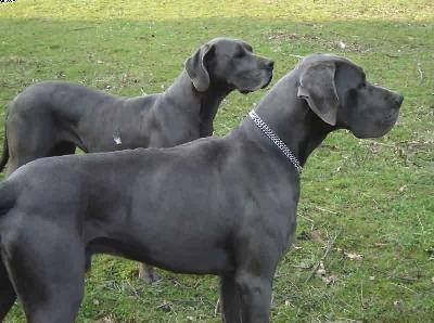 Calvin Von Der Calauer Schweiz