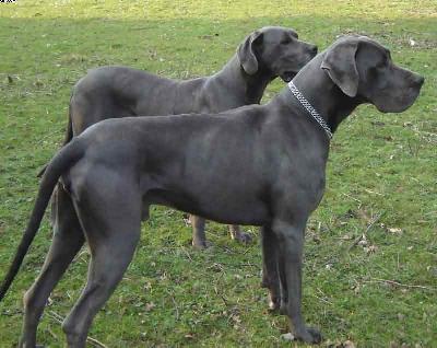 Calvin Von Der Calauer Schweiz