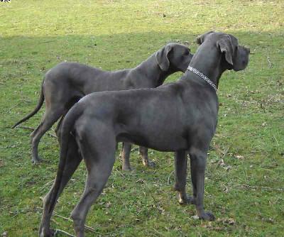 Calvin Von Der Calauer Schweiz