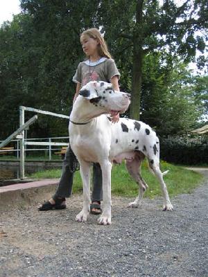 Jora-Jiep Von Schlesien