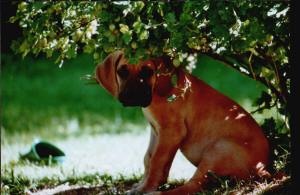 Corumpira Aus Lea�s Liebe