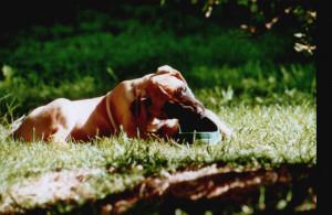 Constantin Aus Leas Liebe