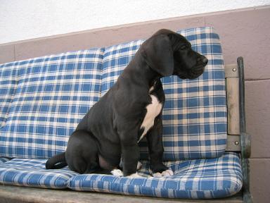 Tiger-centus Bocca Dtigre