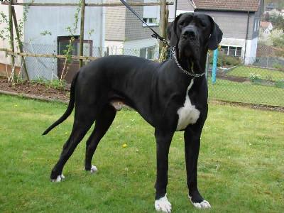 Tiger-centus Bocca Dtigre