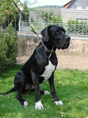 Tiger-centus Bocca Dtigre