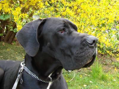 Tiger-centus Bocca D�tigre