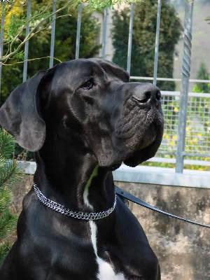 Tiger-centus Bocca Dtigre