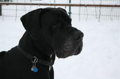 Tiger-centus Bocca Dtigre