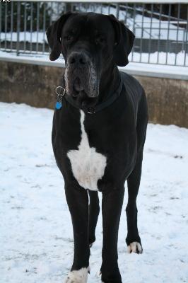 Tiger-centus Bocca Dtigre