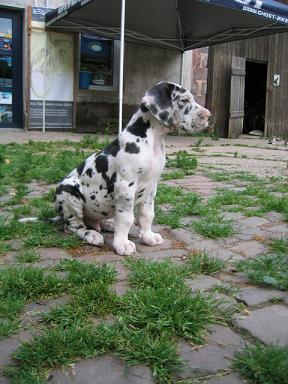 Tarik Bocca D�tigre