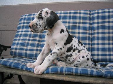 Tarik Bocca D�tigre