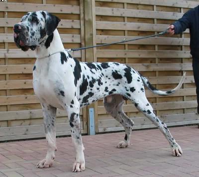 Tarik Bocca D�tigre