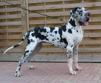 Tarik Bocca D�tigre