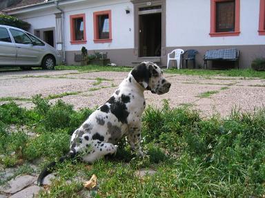 Tosca Bocca D�tigre