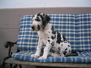 Tosca Bocca D�tigre