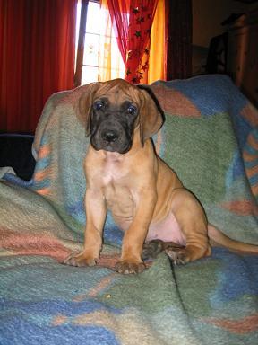 Udine-toskka Bocca Dtigre