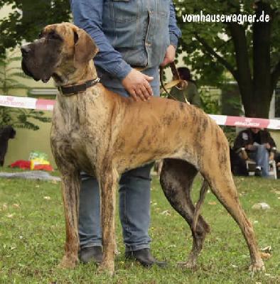 Unique Bocca D�tigre