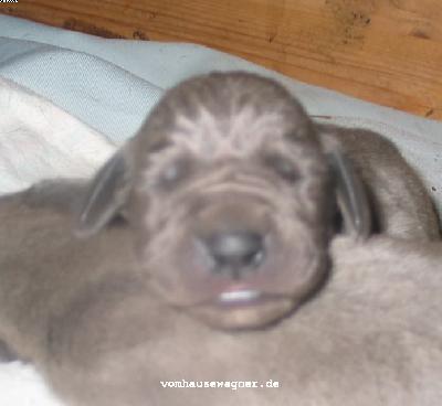 Tache Vom Hause Wagner