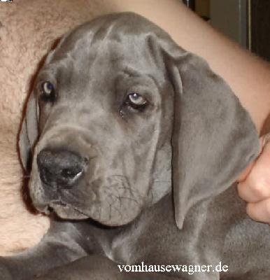 Tache Vom Hause Wagner