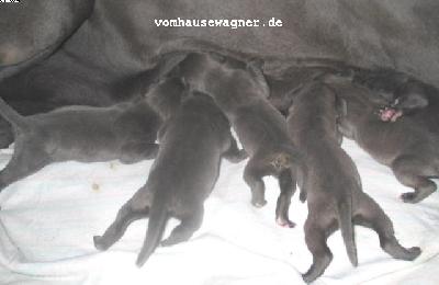 Sih�2005062104 Vom Hause Wagner