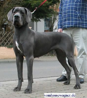 Ch Tintin Vom Hause Wagner