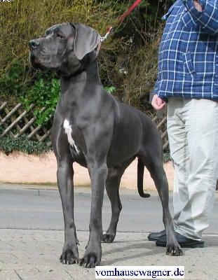 Ch Tintin Vom Hause Wagner