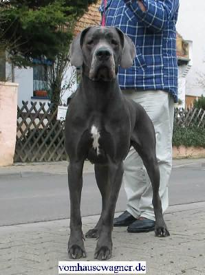 Ch Tintin Vom Hause Wagner