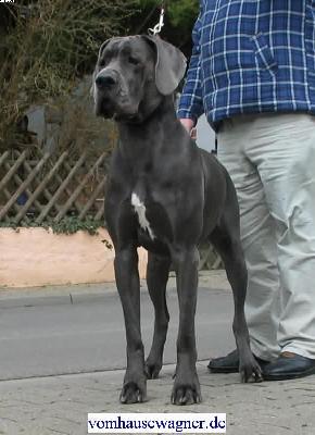 Ch Tintin Vom Hause Wagner