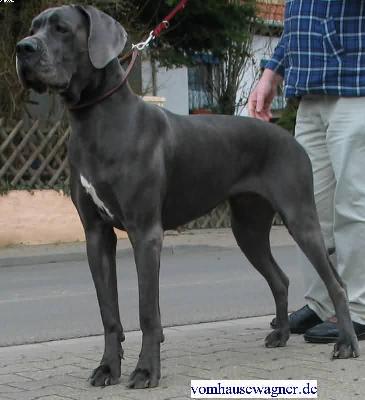 Ch Tintin Vom Hause Wagner