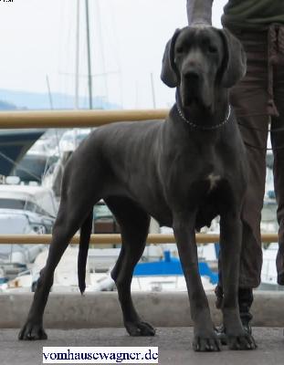 Ch Tamtam Vom Hause Wagner